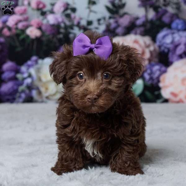 Tina, Havapoo Puppy